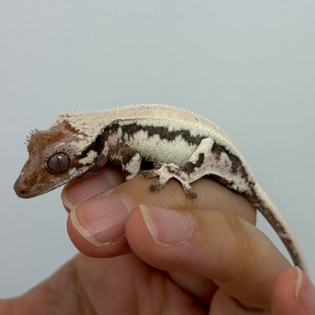 릴리100%헷아잔틱 세이블