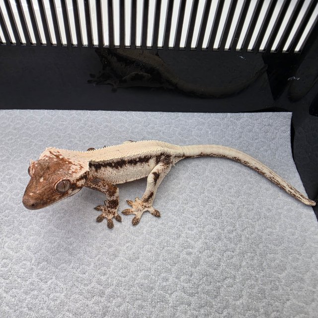 100%헷아잔틱 릴리 세이블