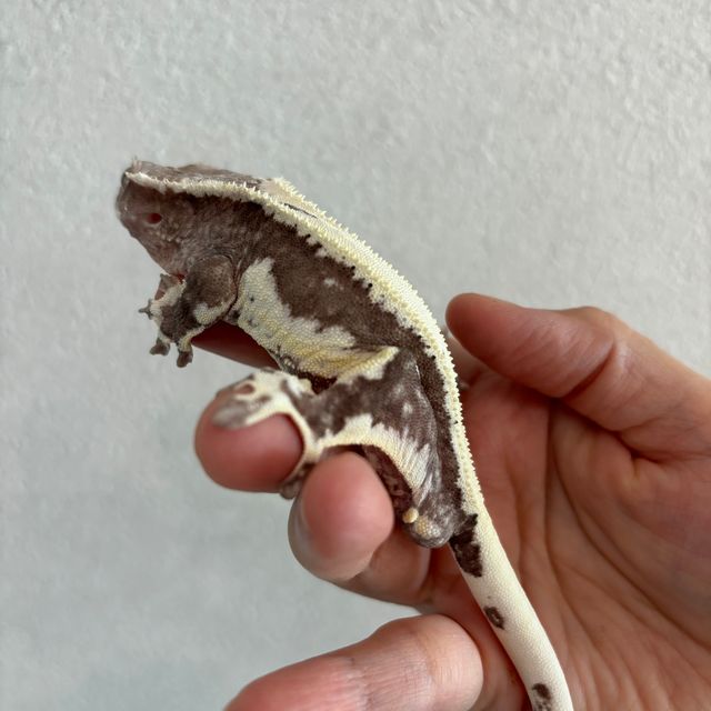 릴잔틱