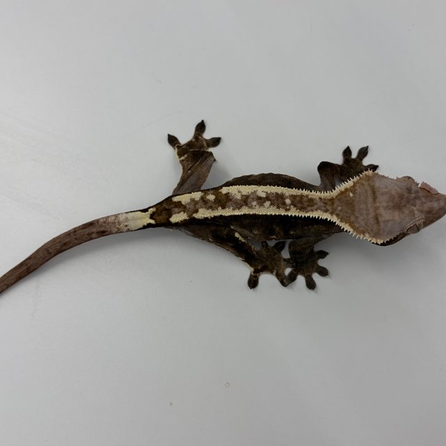 100%헷아잔틱 카푸치노