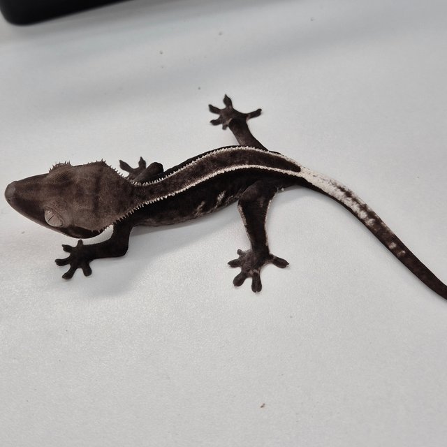 아잔틱