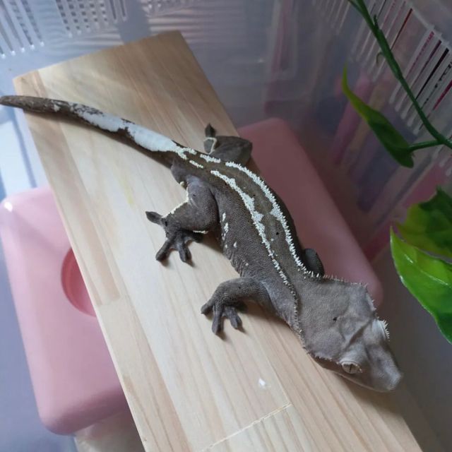 아잔틱