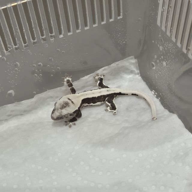 릴잔틱
