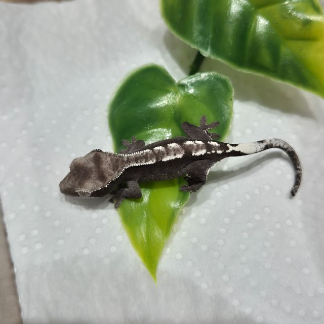아잔틱