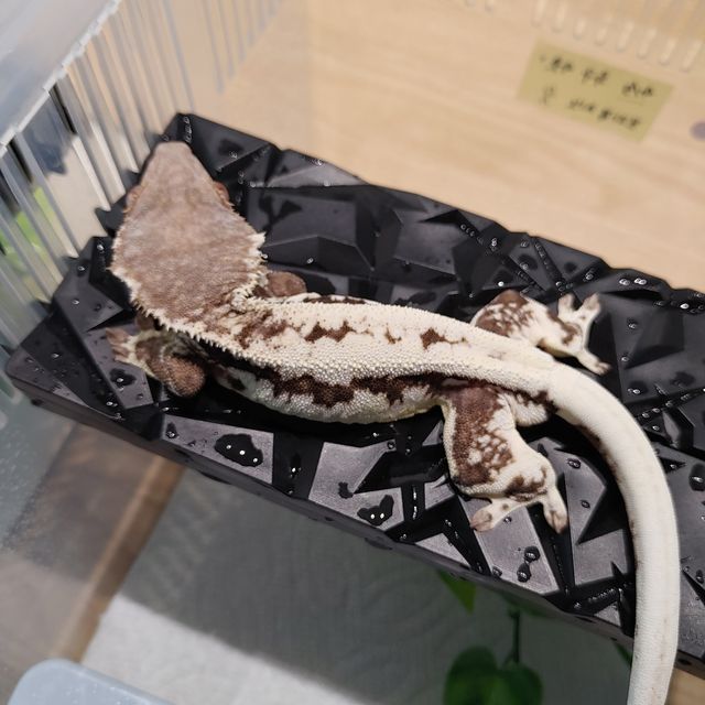 프라푸치노