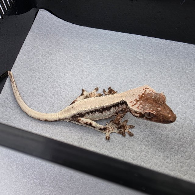 100%헷아잔틱 릴리 세이블