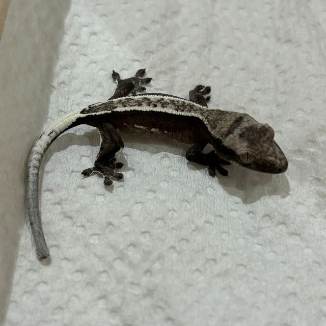 아잔틱