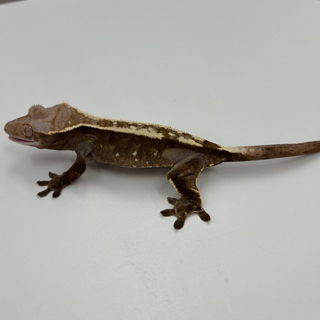 100%헷아잔틱 카푸치노