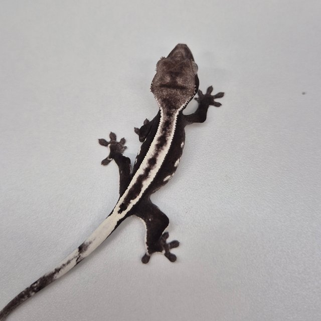 아잔틱