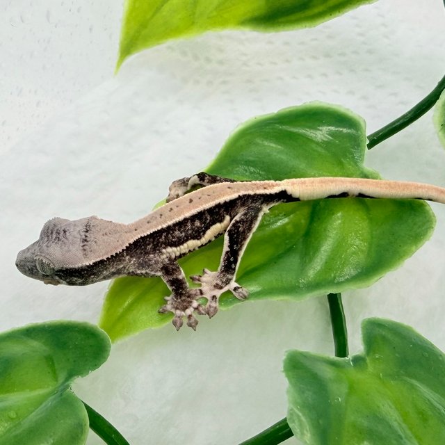 100%헷초초 릴리화이트