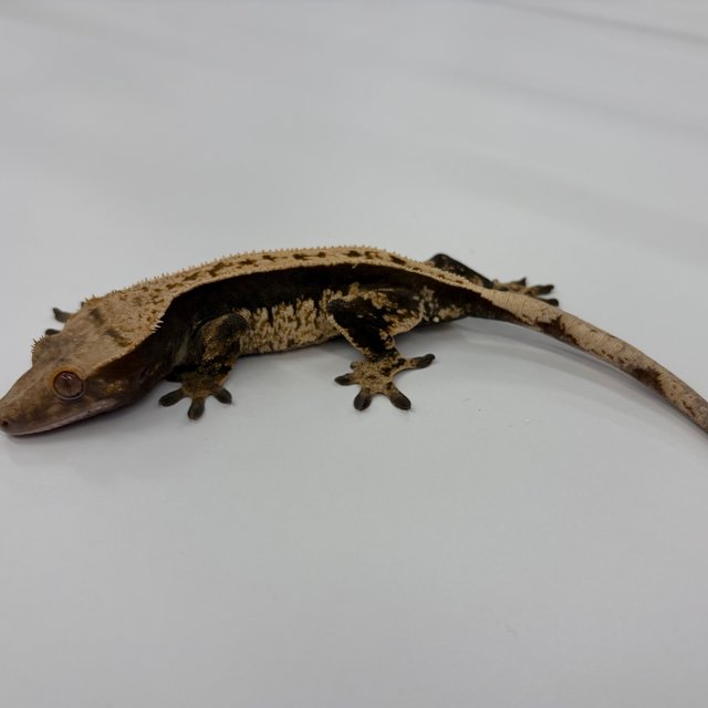 100%헷아잔틱 풀핀