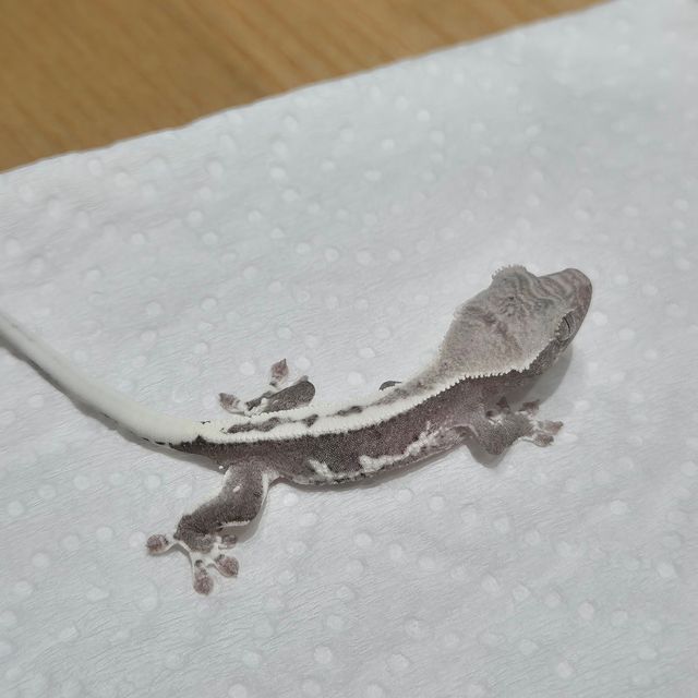 릴잔틱