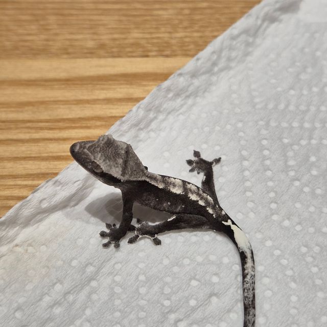 아잔틱