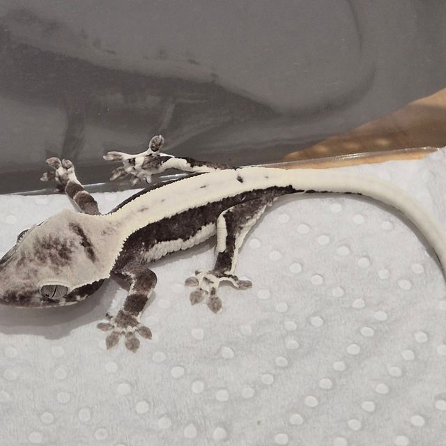 릴잔틱