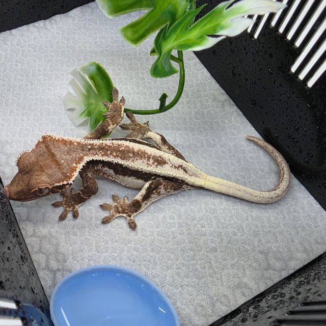 100%헷아잔틱 릴리 세이블