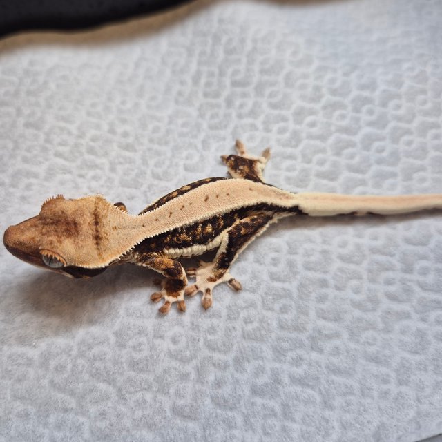 100%헷초초 릴리화이트