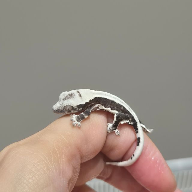 릴잔틱