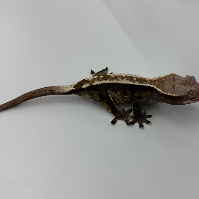 100%헷아잔틱 카푸치노