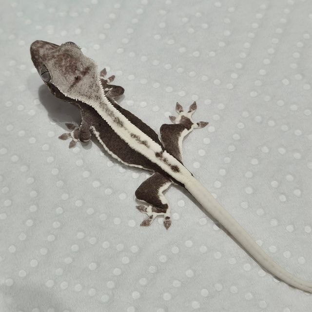 릴잔틱