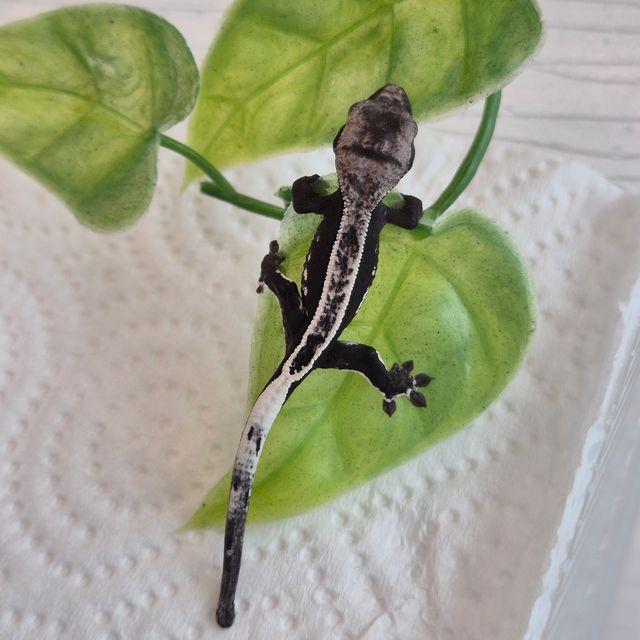 아잔틱