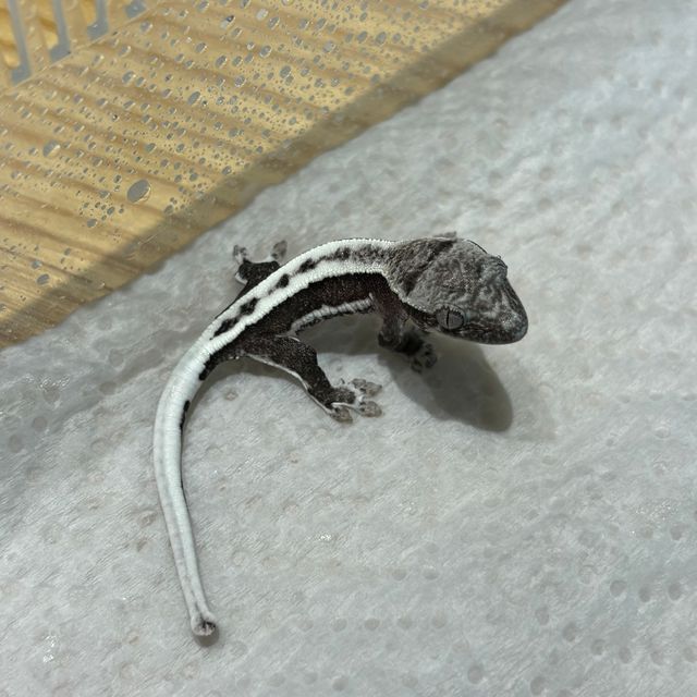 릴잔틱