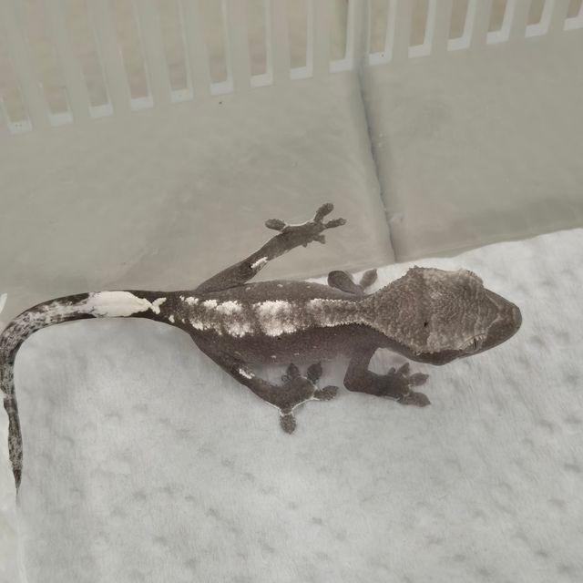 아잔틱