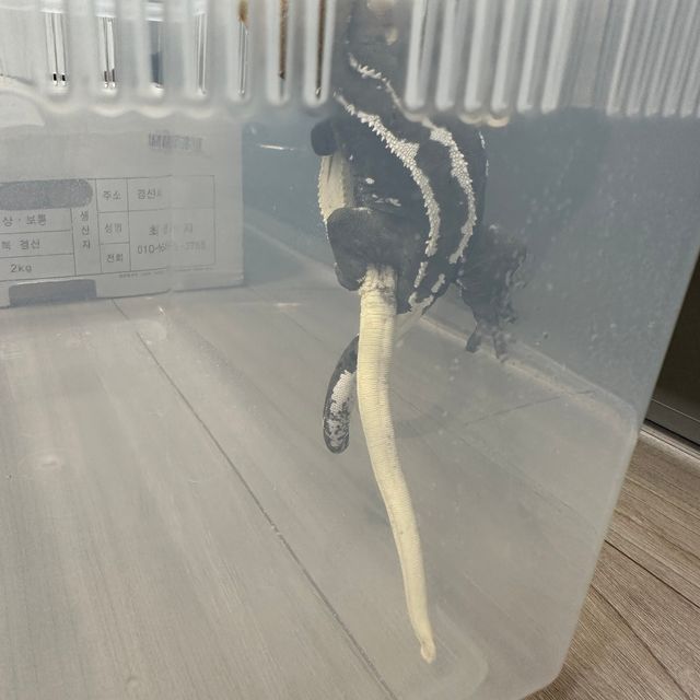 아잔틱