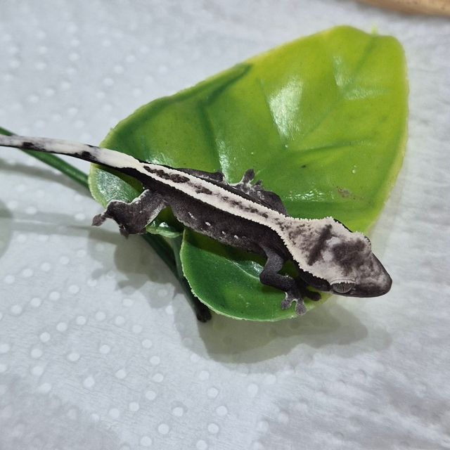 아잔틱