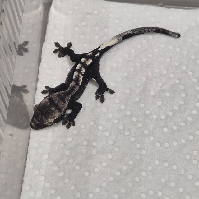 아잔틱