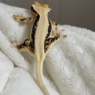 릴리화이트 솔리드백