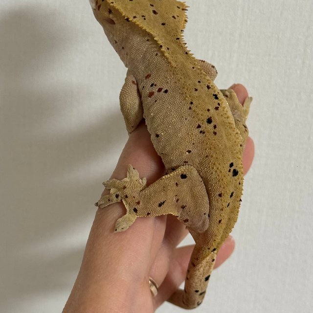 슈퍼달마시안 달마시안