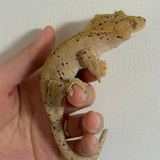 슈퍼달마시안 달마시안