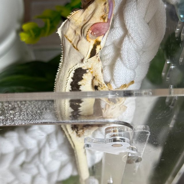 릴리화이트 솔리드백