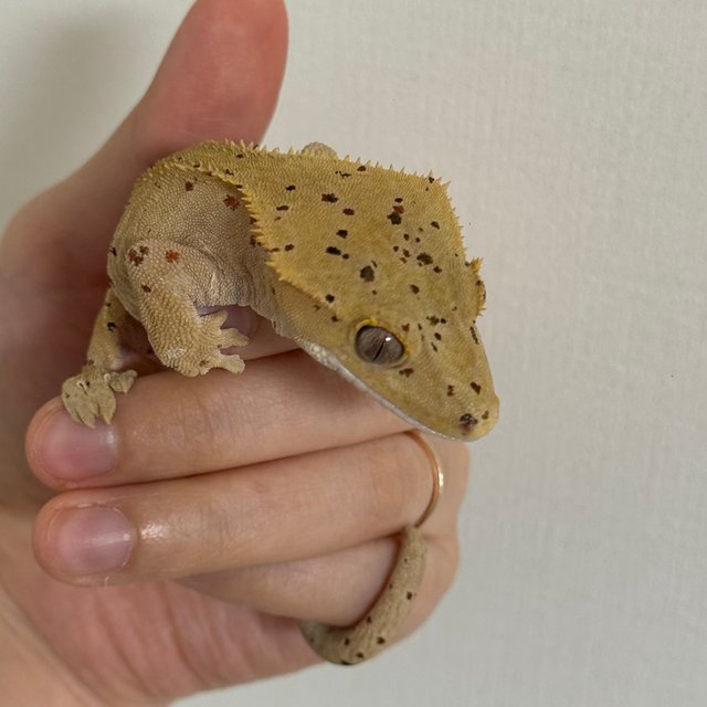 슈퍼달마시안 달마시안