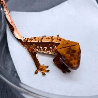 트라이 레드 텐저린