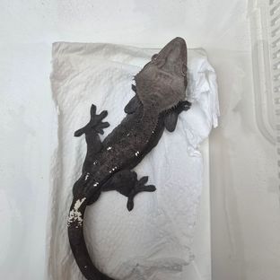 아잔틱