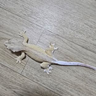 100%헷아잔틱