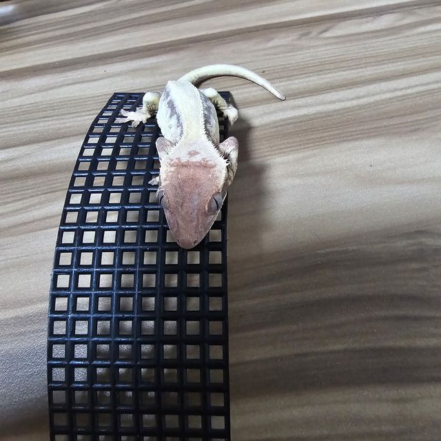 릴리 세이블