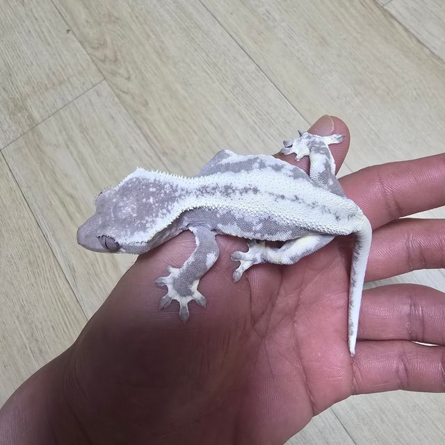 릴잔틱