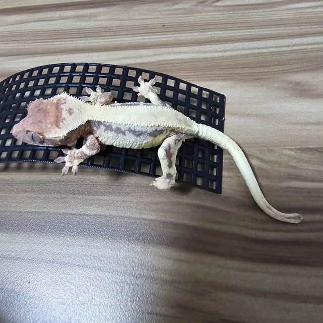 릴리 세이블