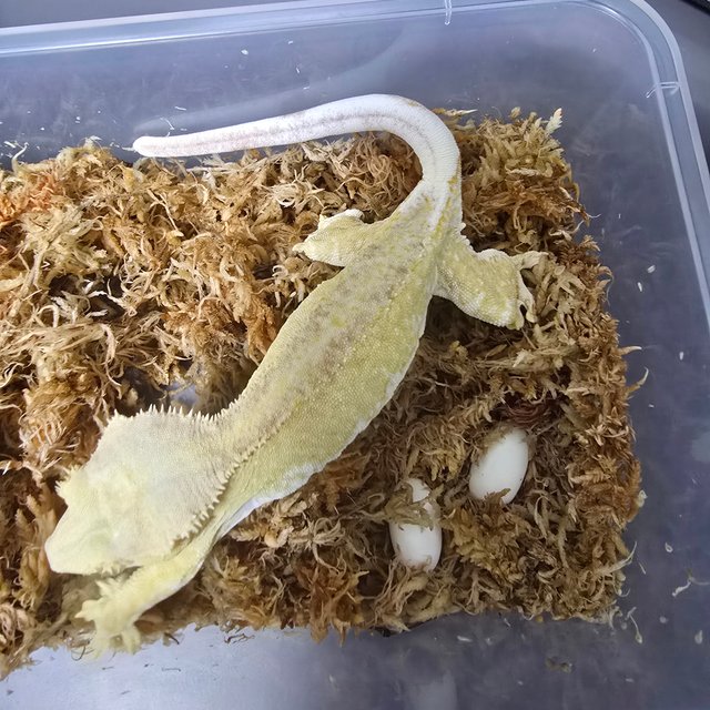 릴리100%헷아잔틱 100%헷아잔틱