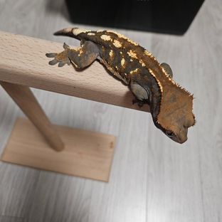 세이블