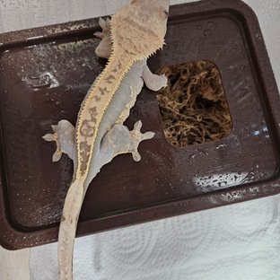 100%헷아잔틱