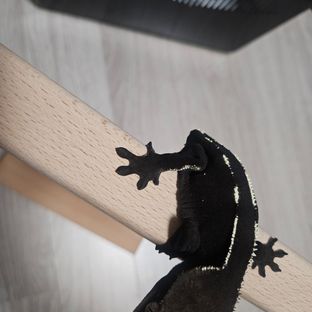 아잔틱
