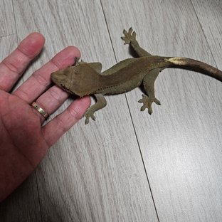 100%헷아잔틱 카푸치노 챠콜