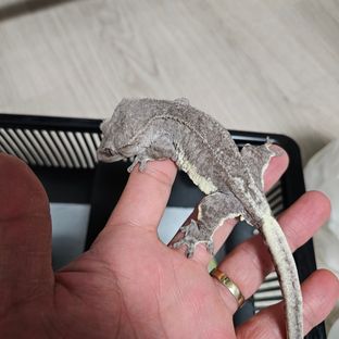 릴잔틱 팬텀