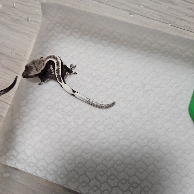 풀핀 아잔틱