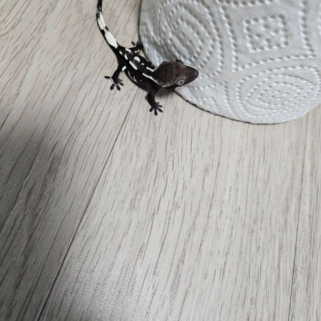 아잔틱
