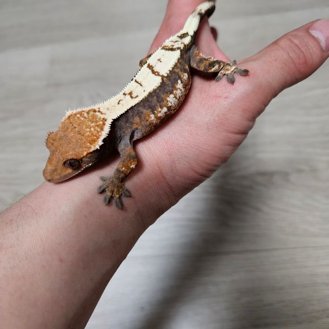 세이블