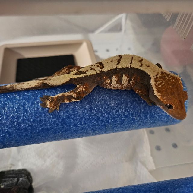 세이블